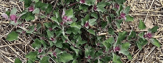 La quinoa se suma al listado de malezas resistentes 