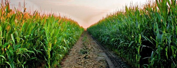 El 66% del maíz presenta condición entre buena y muy buena