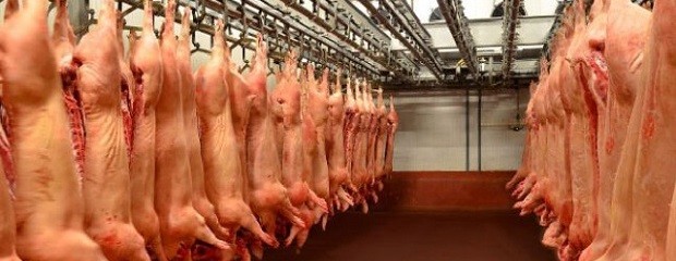 La faena porcina  alcanzó niveles históricos en 2023