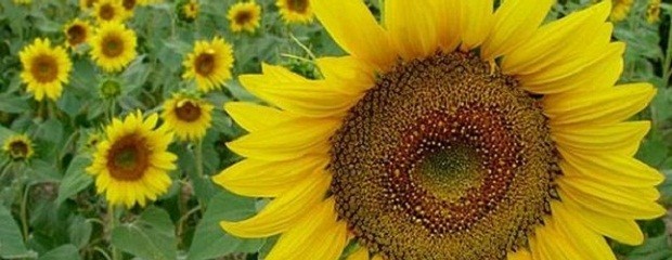 Girasol entrerriano: el rinde promedio es de 1.405 kg/ha