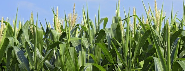 El área sembrada con maíz fue de 483.750 hectáreas 