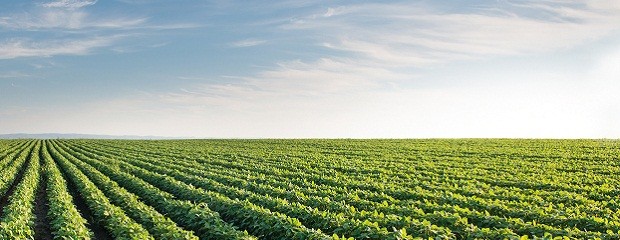 Conservación de suelo: beneficios para el agro y la sociedad