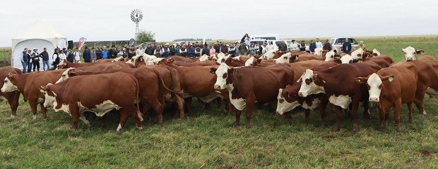 Más de 500 productores participaron en la Jornada a Campo 