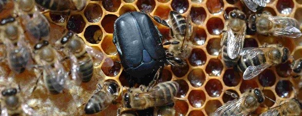 Escarabajo de las colmenas: Declaran alerta sanitario