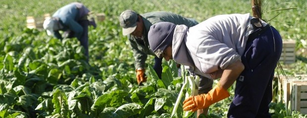 Aumentan la prestación por desempleo de trabajadores rurales