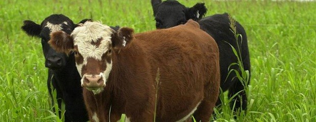 Movimiento de terneros, una zafra que se perfila más lenta