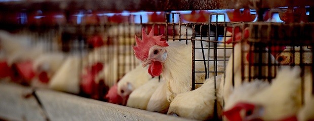 Senasa fiscalizó granjas avícolas en Entre Ríos
