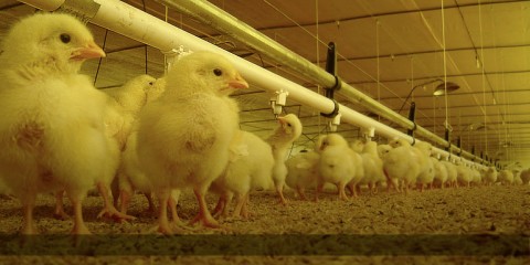 Jornada formativa para el manejo de cama de pollos