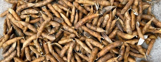 Desarrollan una soja con potencial para incrementar el rinde