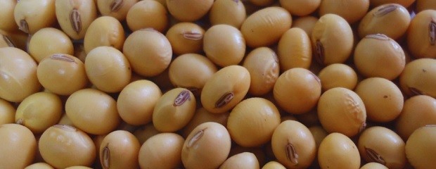 El INTA desarrolló dos nuevos cultivares de soja no OGM