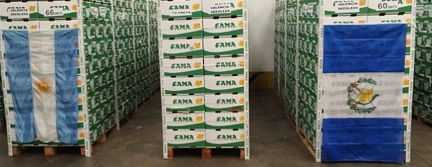 Se certificó el primer envío de naranjas hacia Guatemala
