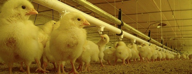 El apilado de cama de pollo, una alternativa sanitaria