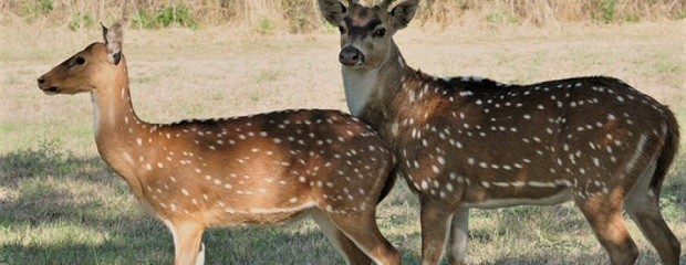 El Senado declaró plagas a especies exóticas
