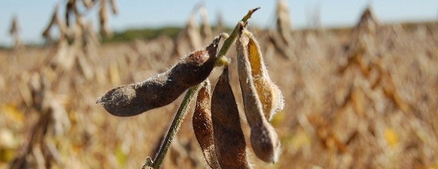 Las existencias mundiales de soja tocarán el punto más alto