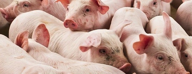 Una nueva estrategia para combatir la brucelosis porcina