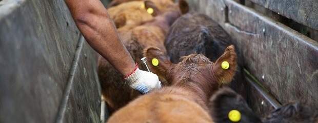 Preocupación mundial por los nuevos casos de fiebre aftosa