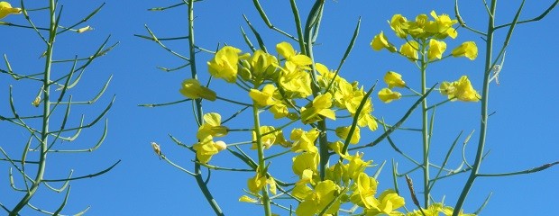 Avanza la siembra de brassicaceas en la provincia