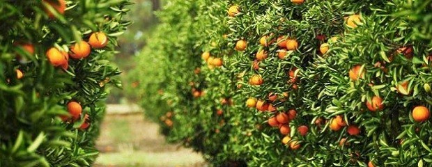 Llega una jornada sobre cítricos para industria