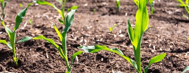 El maíz recupera terreno y aspira a crecer un 18% 