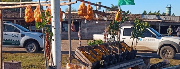 Decomisan y destruyen 86 plantas cítricas sin documentación