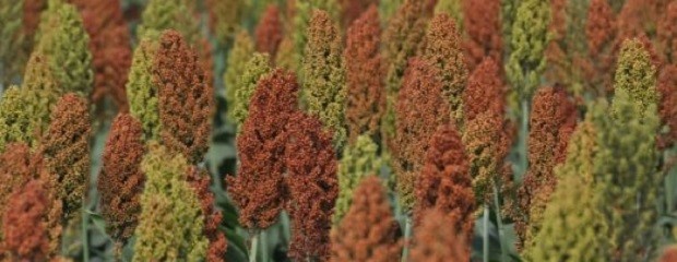 Todavía no finalizó la cosecha de sorgo en Entre Ríos