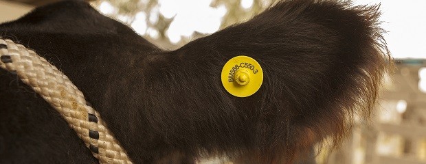 Reducción de unas 50.000 vacas en Entre Ríos 