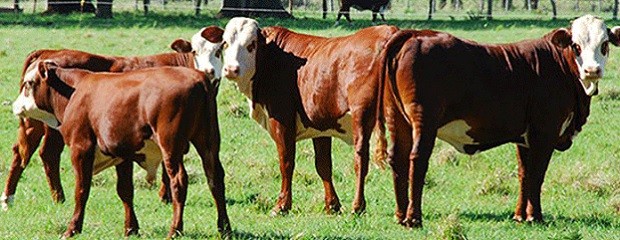 Novillo Mercosur: fuerte caída del precio en la Argentina