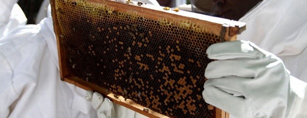 Se incrementaron las exportaciones de abejas reinas 