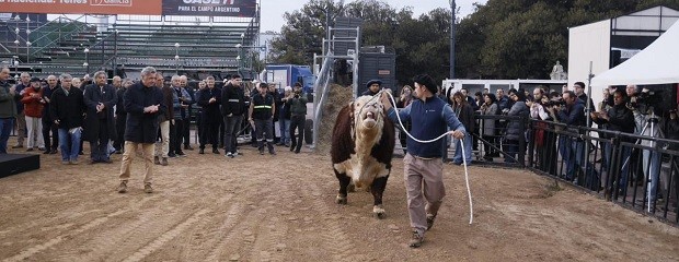 Escocés abrió el ingreso de animales en la Expo Palermo 2025