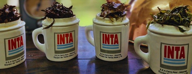 Té argentino: una infusión con calidad internacional