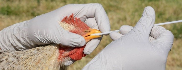 Confirman un caso de gripe aviar en aves de traspatio   
