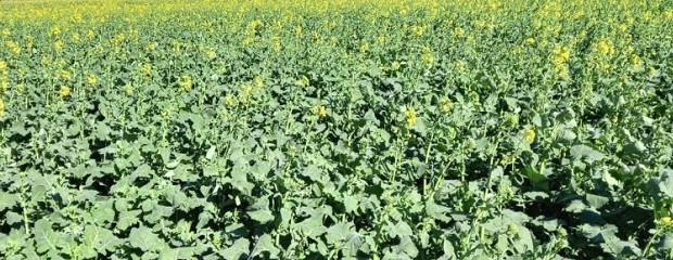 La brassicaceas tienen una condición entre Buena y Muy Buena