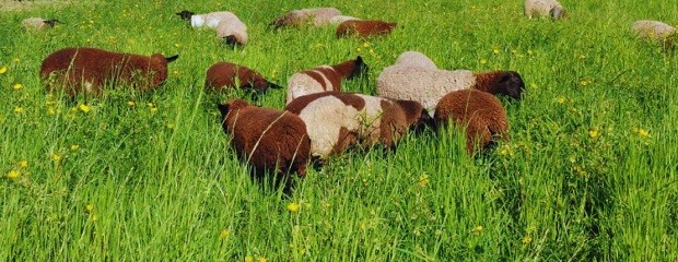 Presentan dos nuevas variedades de pasto Nilo