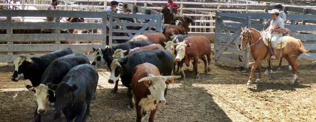 La Ganadera: Precios Positivos en los Remates de julio