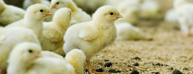 Aumento en exportaciones de aves vivas y huevos fértiles