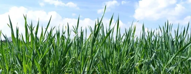 Finalizó la siembra nacional de trigo 2025/26