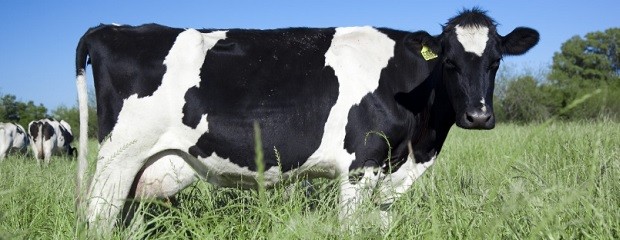 La producción de leche creció 12% en el primer semestre