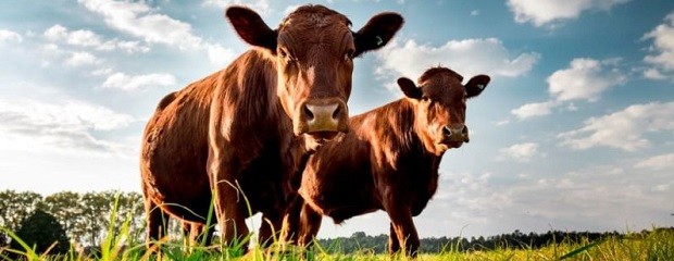 Novillo Mercosur: fuertes aumentos en Brasil y la Argentina