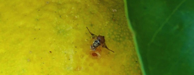 Estudian el comportamiento de la mosca de la fruta
