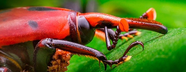 Acciones para prevenir el ingreso al país del picudo rojo 