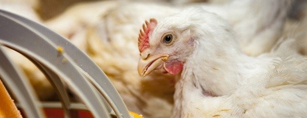 Influenza aviar: confirman caso positivo en aves comerciales