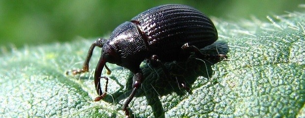 El picudo negro, la nueva plaga que amenaza a la soja