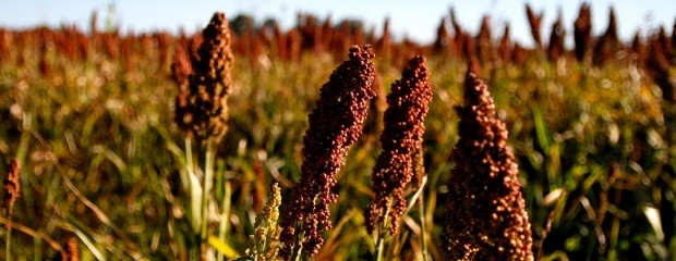 Sorgo: La producción creció 16% respecto a la campaña pasada