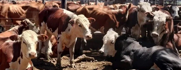 Agosto dejó valores positivos en los remates de La Ganadera
