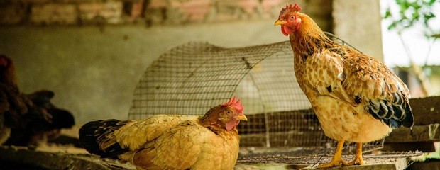 Entre Ríos: Detectan influenza aviar en aves de traspatio