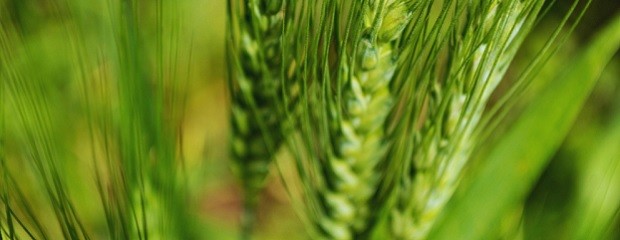 Deficiencias de zinc afectan al trigo y la cebada