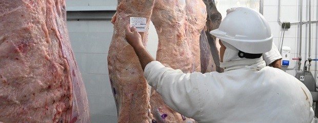 La tipificación bovina alcanza al 95% de la faena nacional