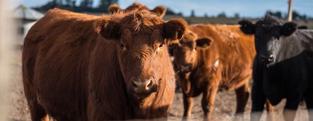 Mañana, Jornada a Campo del IPCVA en Paso de los libres