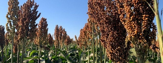 Escasas perspectivas de siembra de sorgo en Entre Ríos