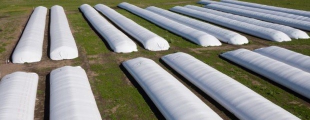Más del 40 % de la producción se conserva en silobolsas